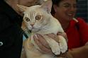 IMG_6687 Oliver (BIS Kater)